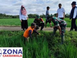 Moment Aparat dan Petani Gropyokan Hama Tikus di Desa Kedungupit, Sragen