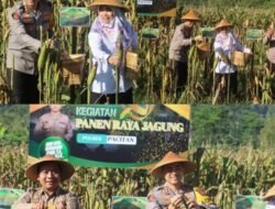 Polres Pacitan Bersama Warga Tani Panen Jagung Wujudkan Ketahanan Pangan Nasional