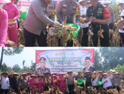 Program Ketahanan Pangan Berjalan Baik, Polres Pasuruan Panen Jagung di Purwodadi