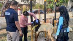 Polres Madiun Kota Datangkan Dokter Hewan Pastikan Kesehatan Hewan Kurban