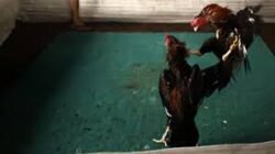 Kasat Reskrim Diduga Bungkam, Arena Sabung Ayam di Kediri Raya Makin Bebas Beroperasi