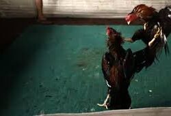 Kasat Reskrim Diduga Bungkam, Arena Sabung Ayam di Kediri Raya Makin Bebas Beroperasi