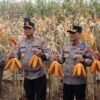 ‎Kapolda Jatim dan Gubernur Panen Jagung di Green Farm Banyuwangi Penuhi Target Swasembada Pangan