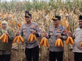 ‎Kapolda Jatim dan Gubernur Panen Jagung di Green Farm Banyuwangi Penuhi Target Swasembada Pangan