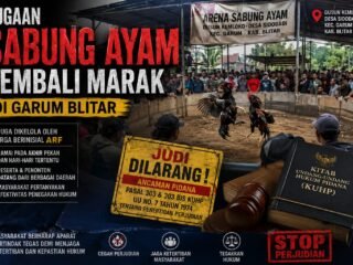 Dugaan Sabung Ayam Kembali Marak di Garum Blitar, Warga Pertanyakan Efektivitas Penegakan Hukum