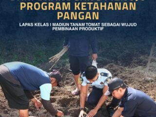 Dari Brandgang Menuju Ketahanan Pangan, Lapas Kelas I Madiun Sulap Lahan Sempit Jadi Kebun Tomat Produktif