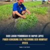 Panen Kangkung SAE PASTARUNG, Lapas Kelas IIA Tenggarong Perkuat Pembinaan Kemandirian dan Ketahanan Pangan