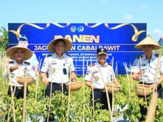 Dukung Ketahanan Pangan, Kakanwil Ditjenpas Jatim Hadiri Panen Jagung dan Cabai di Lahan SAE Paswangi