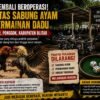 Diduga Kembali Beroperasi, Aktivitas Sabung Ayam dan Permainan Dadu di Jatilenger Blitar Jadi Sorotan Warga