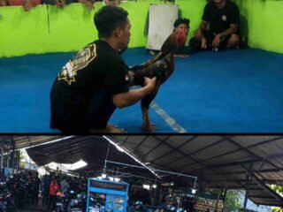 Diduga Kembali Beroperasi, Arena Sabung Ayam di Klurak Candi Jadi Sorotan; Warga Pertanyakan Ketegasan Aparat