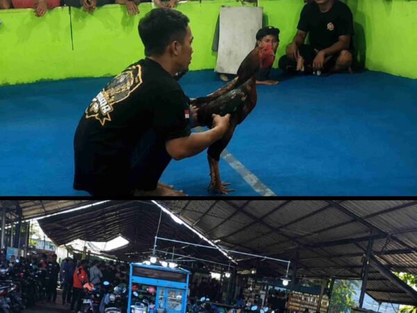 Diduga Kembali Beroperasi, Arena Sabung Ayam di Klurak Candi Jadi Sorotan; Warga Pertanyakan Ketegasan Aparat