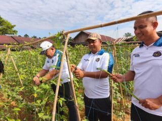 Kakanwil Ditjenpas Kaltim Endang Lintang Hardiman Panen Kacang Panjang di SAE Pastarung, Wujud Nyata Pembinaan Kemandirian WBP