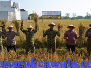 Pangdam IV/Diponegoro Dukung Panen Raya TNI, Perkuat Ketahanan Pangan Nasional