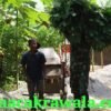 Kopda Eka Anggota Satgas TMMD Reguler 129 Ringankan Beban Warga, Bantu Angkut Rumput Pakan Ternak 