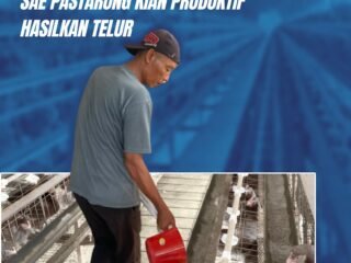 Warga Binaan Terampil, SAE Pastarung Kian Produktif Hasilkan Telur