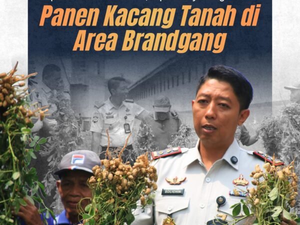 Lahan Tidur Disulap Jadi Produktif, Lapas Banyuwangi Panen Kacang Tanah di Area Brandgang